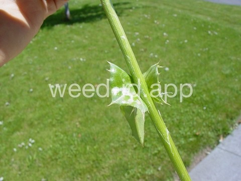 milkthistle, blessed